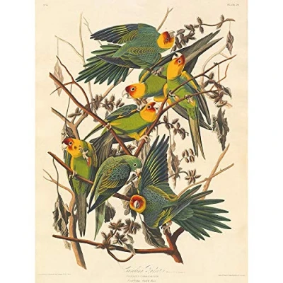 Image of Wee Blue Coo Havell Audubon American Carolina Parrot Zoology Art Print Poster Wall Decor 12X16 Inch