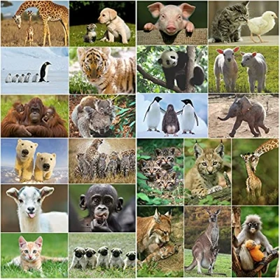 Image of 24 animal BABIES postcard set 5.8 x 4.1 &quot;(24 different cards) from cute children for collectors or postcrossing by EDITION COLIBRI