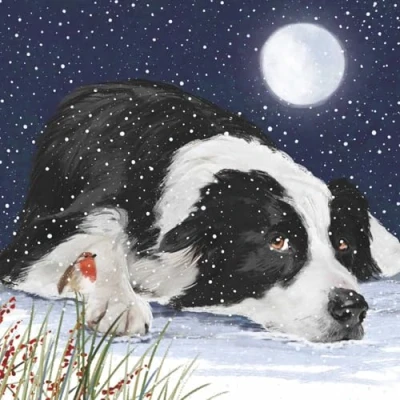 Image of Marie Curie Charity Cool Collie Christmas Cards Pack of 10 With Envelopes Dog and Robin in Snowy Night Scene