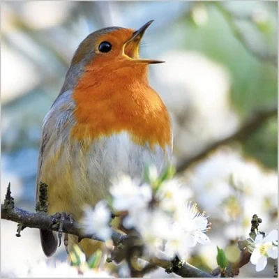 Image of Abacus Cards General Male/Female Blank/Birthday Card European Robin &amp; White Blossom Eco Friendly Recyclable From the BBC Springwatch Range