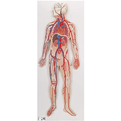 Image of 3B Scientific Human Anatomy Circulatory System Model + free App Smart