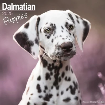 Image of Dalmatian Puppies 2025 Square Wall Calendar Dog Breed, Puppy Calendar: Original Avonside Kalender [Mehrsprachig] [Kalender]