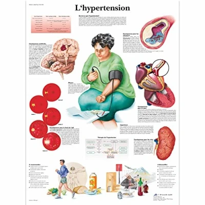 Image of 3B Scientific Anatomical Board