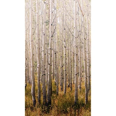 Image of Grandeco A42601 Birch Forest Wall Picture