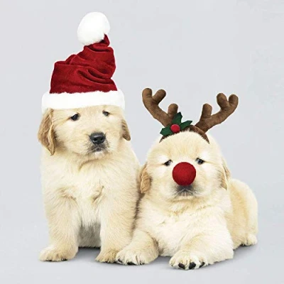 Image of Charity Christmas Cards Two Festive Puppies Gloss Finish Pack of 5