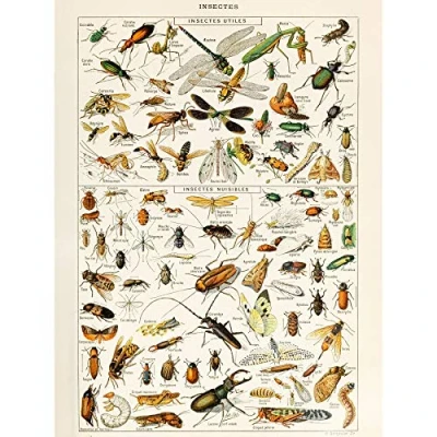 Image of Artery8 Millot Encyclopedia Page Insects Dragonfly Premium Wall Art Canvas Print 18X24 Inch