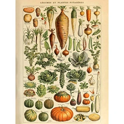 Image of Artery8 Millot Encyclopedia Page Vegetables Legumes Premium Wall Art Canvas Print 18X24 Inch