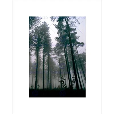 Image of Wee Blue Coo Thetford Forest Trees Mist Art Wall Print