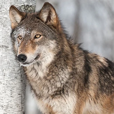 Image of Pack of 20 Wolf on Birch Animal Napkins 33 x cm