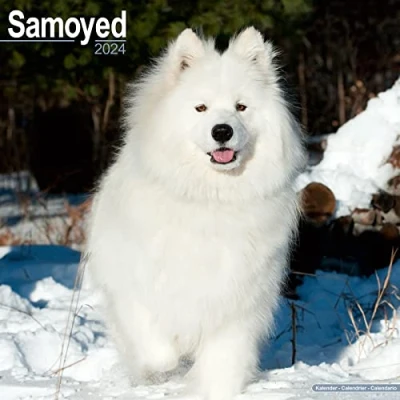 Image of Samoyed Calendar 2024 Square Dog Breed Wall 16 Month