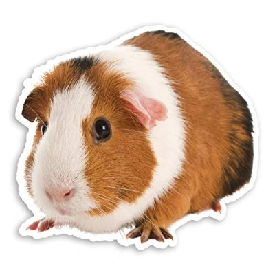 Image of 2 x 10cm Happy Guinea Pig Vinyl Stickers Pet Fun Luggage Laptop Sticker #20913 (10cm Wide)