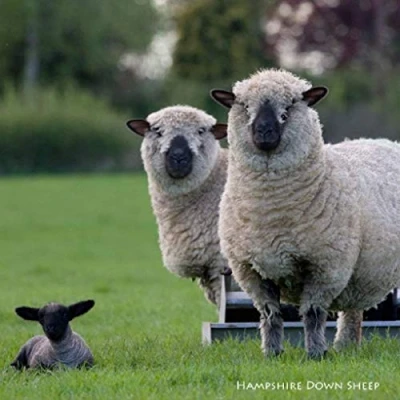 Image of Hampshire Down Sheep Greeting Card with sound