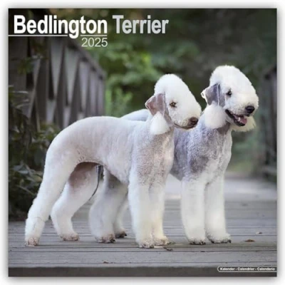 Image of Bedlington Terrier 2025 Square Wall Calendar Dog Breed Calendar: Original Avonside Kalender [Mehrsprachig] [Kalender]