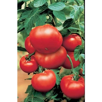 Image of 10 Seeds of Vegetable Tomato Bush Steak