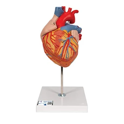Image of 3B Scientific Human Anatomy Heart Model, 2 Times Life Size, 4 Part + free App Smart G12