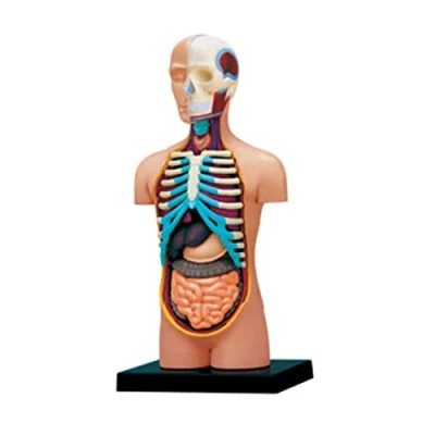 Image of Human Anatomy Torso Model with Removable Organs Body Science School Supplies for Kids Students
