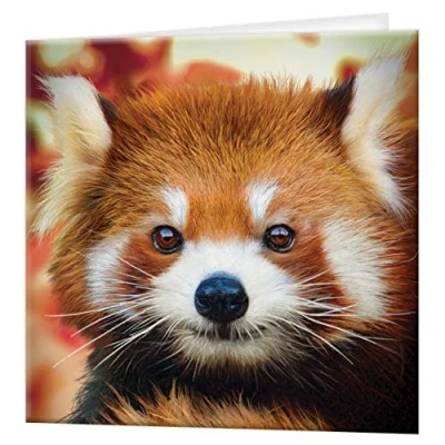 Image of 3D LiveLife Greeting Card Baby Red Panda from Deluxebase. Lenticular Blank Cards with Envelopes. Cute All Occasion featuring Original Artwork by David Penfound.