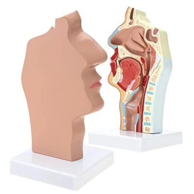 Image of RONTEN Human Anatomical Nasal Cavity Throat Anatomy Medical Model for Science Class Teaching Display