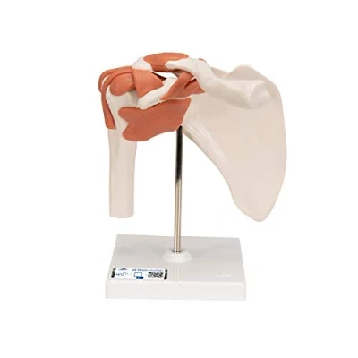 Image of 3B Scientific A80 Functional Shoulder Joint + free Anatomy App Smart