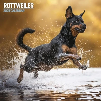 Image of Rottweiler 2025 Traditional Calendar