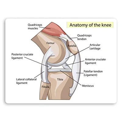 Image of 2 x 10cm Knee Diagram Vinyl Stickers Doctor Biology Science Sticker #34409 (10cm Wide)