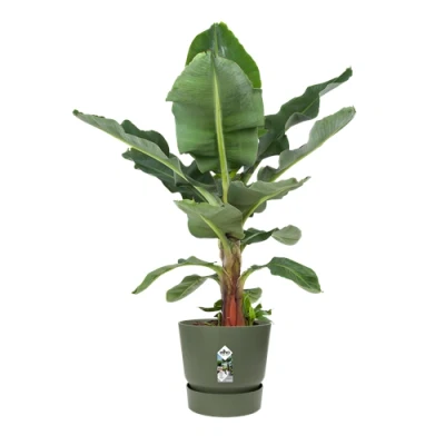 Image of Elho Greenville Round 55cm Leaf Green