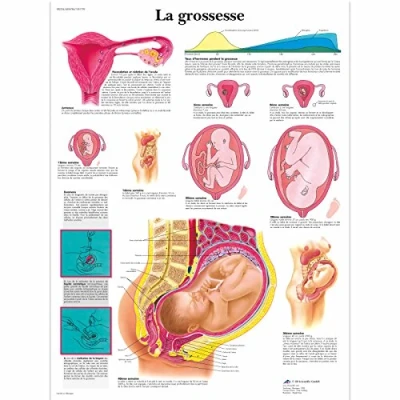 Image of 3B Scientific anatomical board, 1