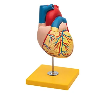 Image of Elementary Anatomy 1022640 Budget 2 Part Human Heart Model with Base Life Size School Teaching