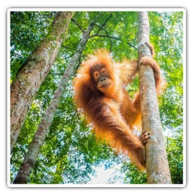 Image of Square Stickers (Set of 2) 10cm Orangutan in Jungle Indonesia Laptop Tablet Luggage Scrapbook #3539