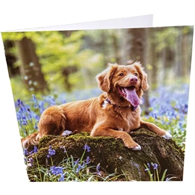 Image of Maturi Dog Photographic Blank Birthday Greetings Card, 15.5 x cm