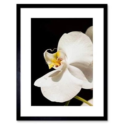 Image of Wee Blue Coo White Orchid Flower Bloom Art Framed Wall Print