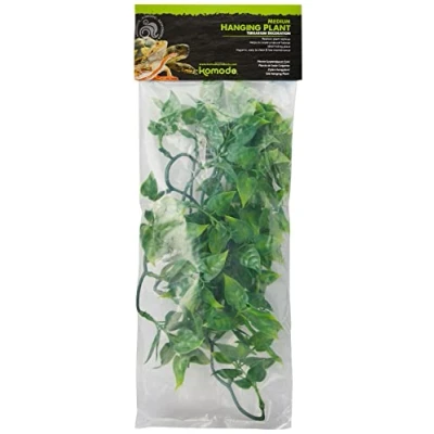 Image of Komodo Philodendron Plant, 40 cm,Green