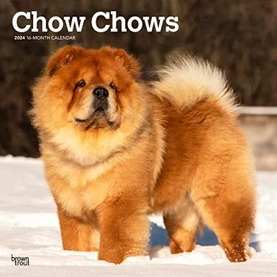 Image of Chow Chows 2024 12 x 24 Inch Monthly Square Wall Calendar BrownTrout Animals Dog Breeds
