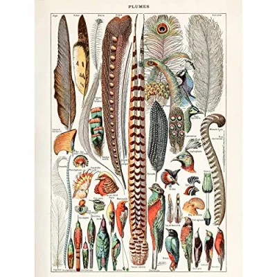 Image of Artery8 Millot Encyclopedia Page Birds Feathers Plumage Large Wall Art Poster Print Thick Paper 18X24 Inch