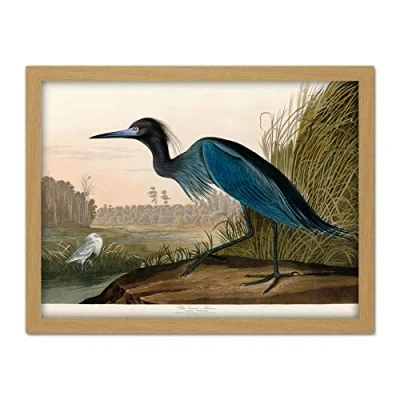 Image of Artery8 Audubon Birds America Blue Crane Artwork Framed Wall Art Print 18X24 Inch