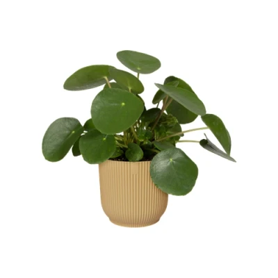 Image of Elho Vibes Fold 14cm Round Plastic Indoor Plant Pot Butter Yellow