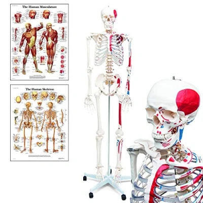 Image of Elementary Anatomy 1022435 Mike, the Budget Muscle Skeleton a Life Size Human with Painted and Origins Halloween