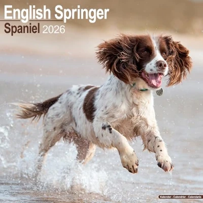 Image of English Springer Spaniel Calendar 2026