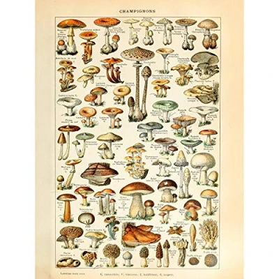 Image of Artery8 Millot 19th Century Mushrooms Encyclopedia Page Art Print Canvas Premium Wall Decor Poster Mural