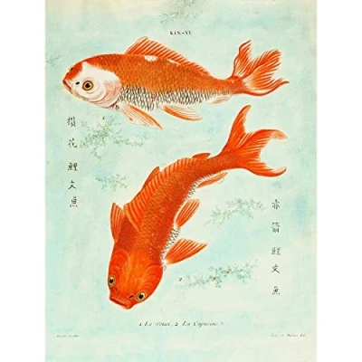 Image of Wee Blue Coo Fish Japanese Koi Large Wall Art Print Canvas Premium Poster