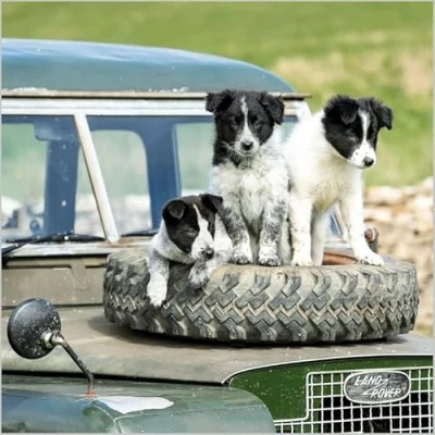 Image of Abacus Cards General Male/Female Blank/Birthday Card &#039;Border Collie Puppies&#039; Eco Friendly &amp; Recyclable From the BBC Countryfile Range