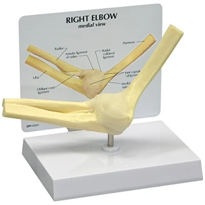 Image of 3B Scientific Basic Elbow Model