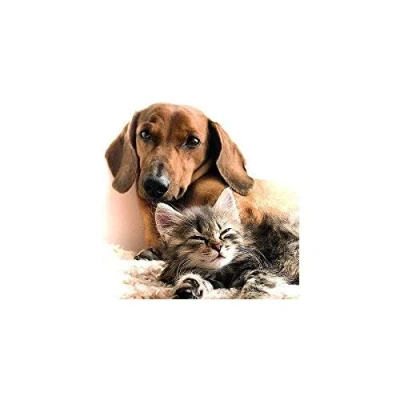 Image of Carte Blanche 3D Holographic Card Up Close Cat and Dog Together