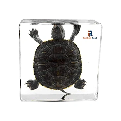 Image of Rainbow_Road Real Marine Animal Brazil Turtle Specimen Resin Desk Paperweight Science Classroom Tortoise Taxidermy for Education
