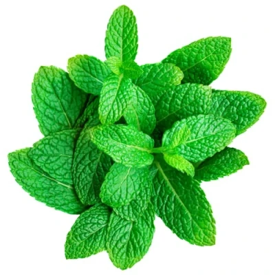 Image of Mint 1 bunch x 10 pack