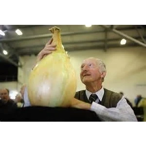 Image of NEW 50 SEEDS Giant Onion seeds. AILSA CRAIG Scottish heirloom a huge onion.Vegetable seed.