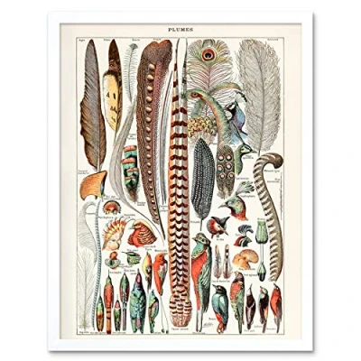 Image of Artery8 Millot Encyclopedia Page Birds Feathers Plumage Art Print Framed Poster Wall Decor 12x16 inch