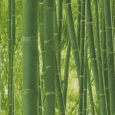 Image of Bamboo Wall Green Wallpaper Realistic Jungle Stylish Modern Contemporary Trendy Feature