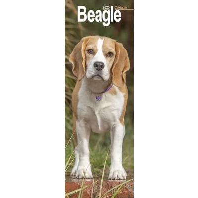 Image of Beagle Slim 2025 Slimline Wall Calendar Dog Breed Calendar: Original Avonside Kalender [Mehrsprachig] [Kalender]