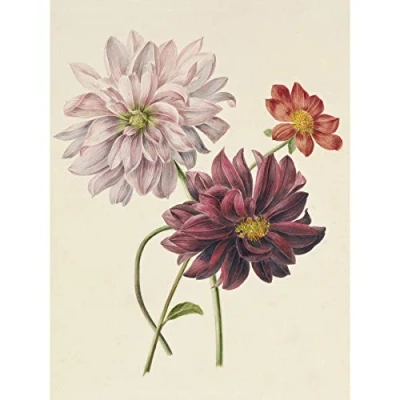 Image of Artery8 Willem Hekking Dahlias Flowers Pink And Purple Large Wall Art Poster Print Thick Paper 18X24 Inch